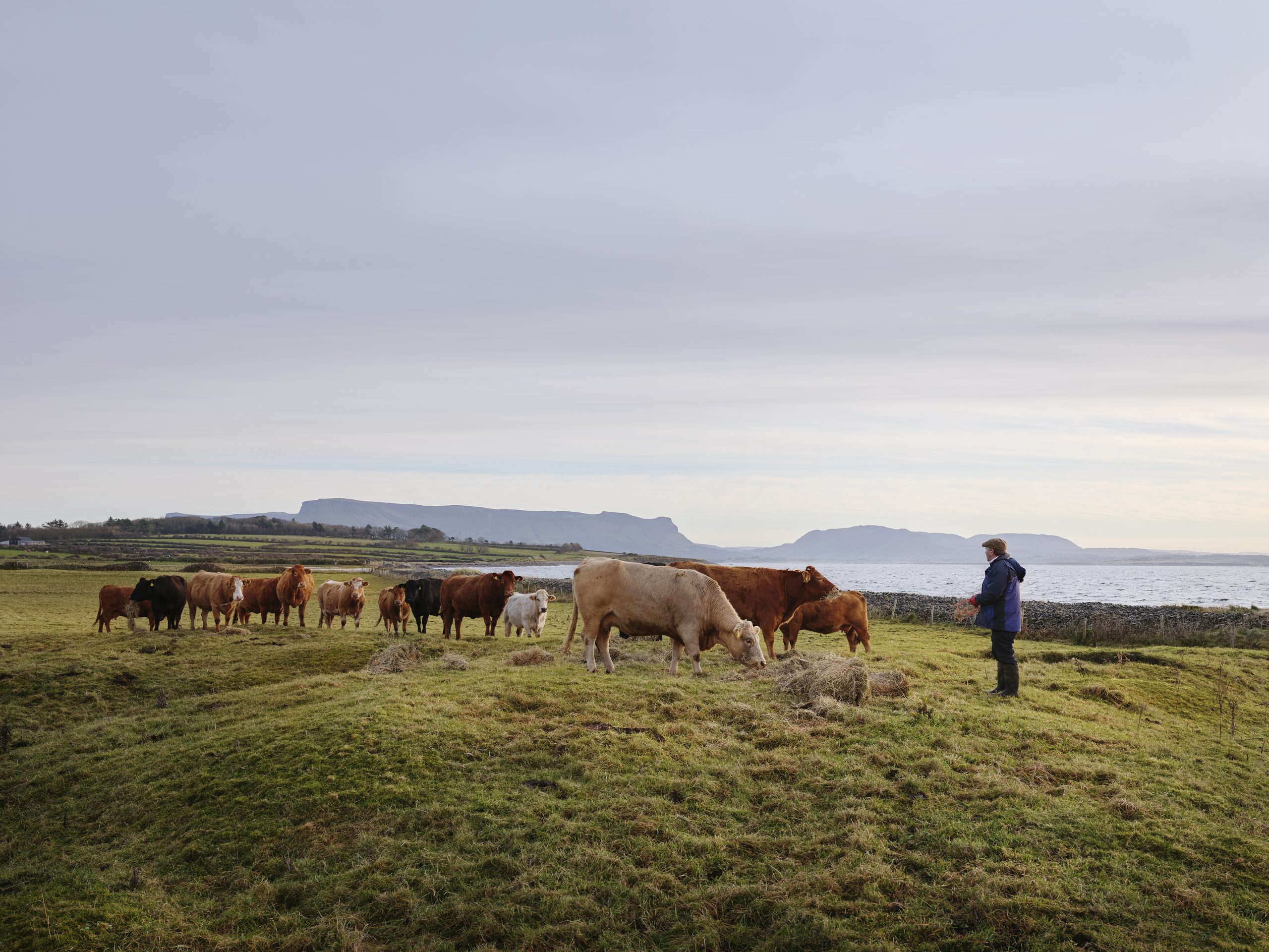 Cattle grazing in winter with landscape