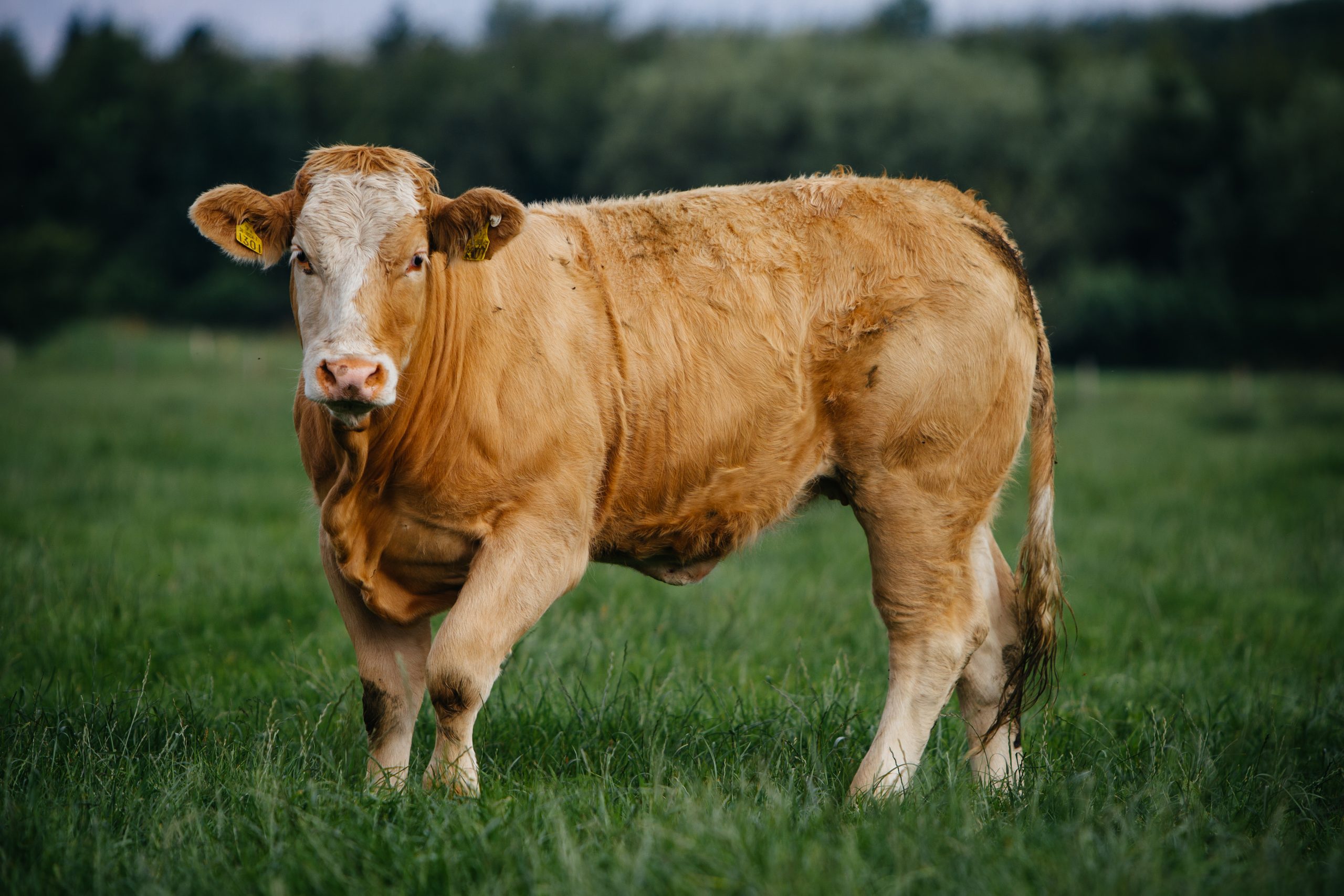 Cross bred Charolais x Friesian